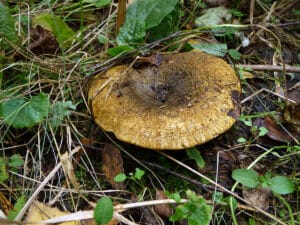 Mushroom Season Russia Latvia Poland