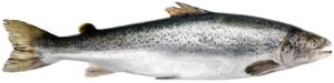 Caviar Language Russian Atlantic Salmon