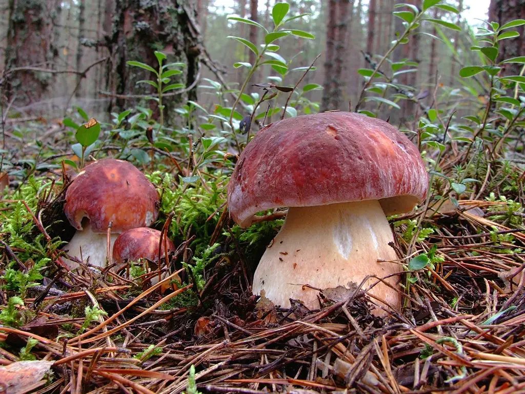Mushroom Season Russia Latvia Poland