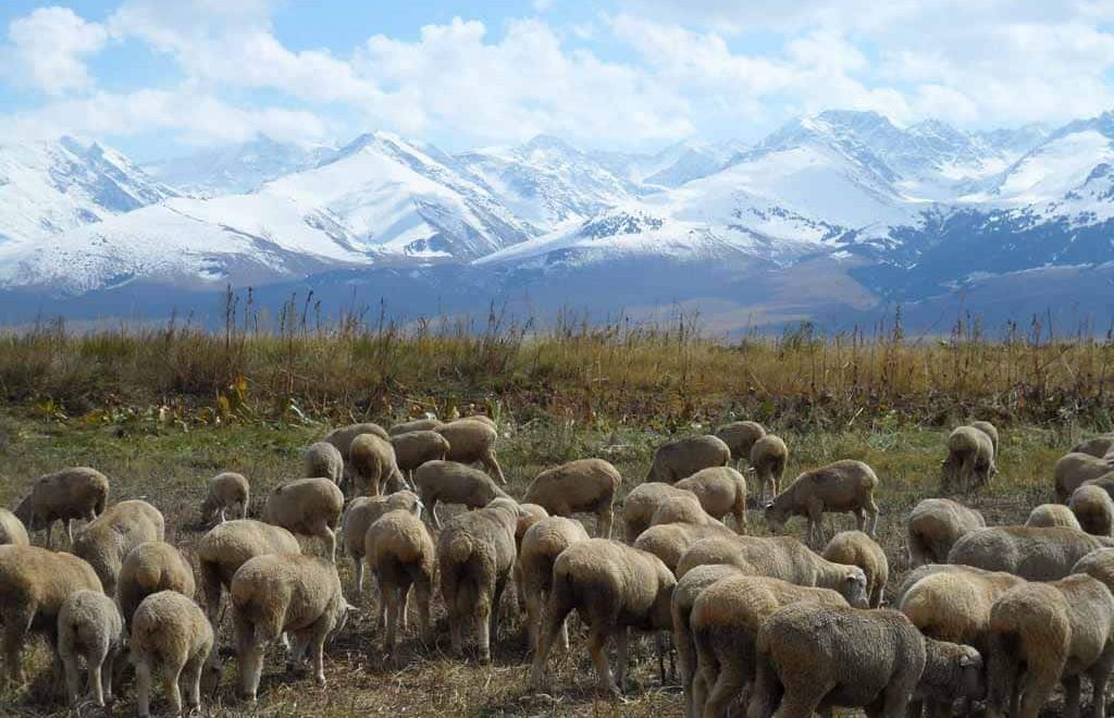 Sheep in Kyrgyzstan