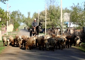 A Kygyz man herds sheep through his village