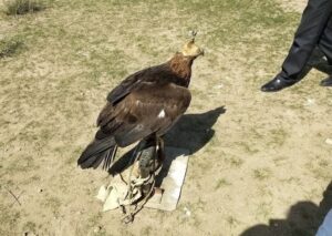 Eagle training in Kyrgyzstan