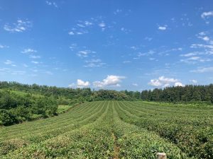 Long stretches of tea plants in Kakheti.