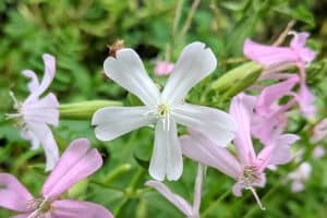 Soapwort