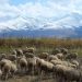 Sheep in Kyrgyzstan